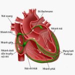 Sóng P trên điện tâm đồ Doctor Chu