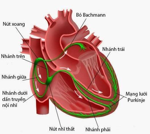 Sóng P điện tâm đồ (P wave)