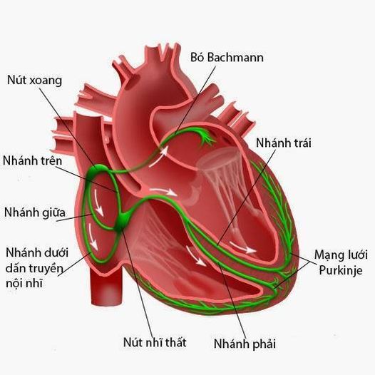 Sóng P điện tâm đồ (P wave)